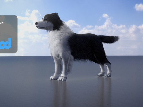 Border Collie Bordernese Dog Modèle 3D