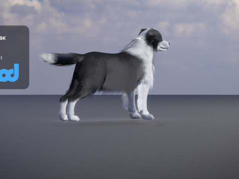 Border Collie Bordernese Dog Modèle 3D