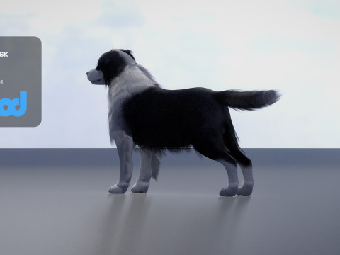 Border Collie Bordernese Dog Modèle 3D