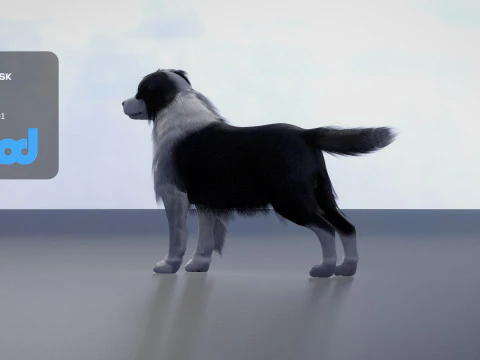 Border Collie Bordernese Dog 3D Model