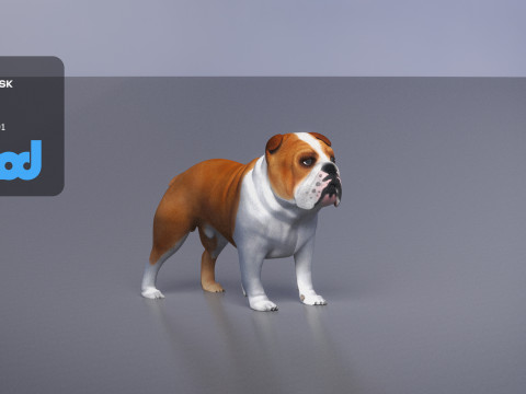 Bulldog 3Dモデル