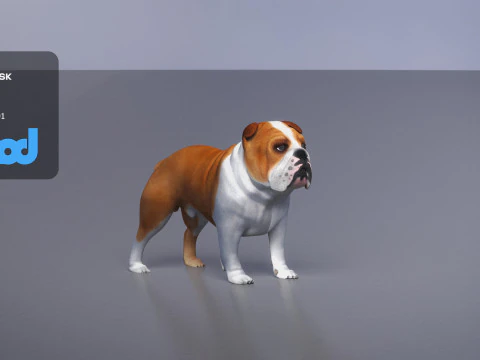 Bulldog 3D Model