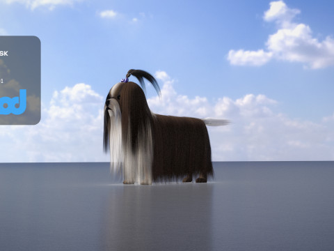 Shih Tzu Dog 3D Model
