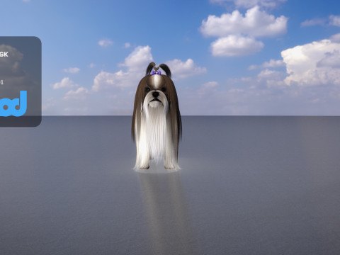 Shih Tzu Dog 3D Model