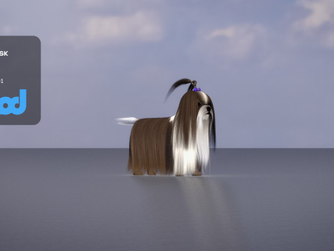 Shih Tzu Dog 3D Model