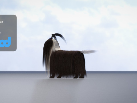 Shih Tzu Dog 3D Model