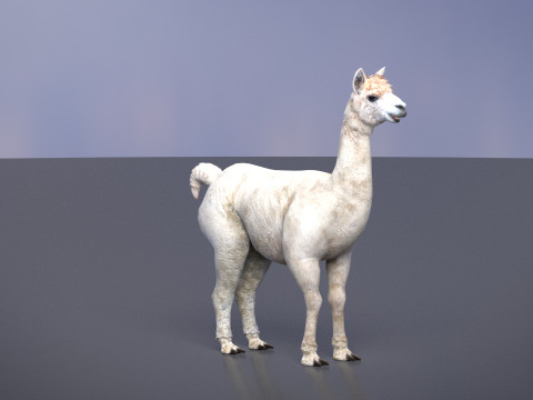 Alpaca 3Dモデル
