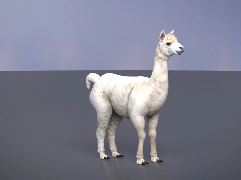 Alpaca 3D Model