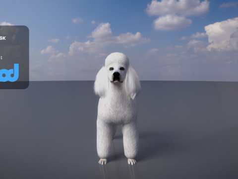 Poodle Dog Big 3Dモデル