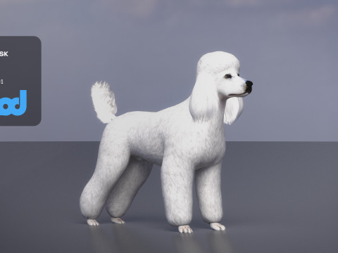 Poodle Dog Big 3Dモデル