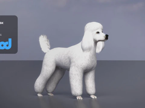 Poodle Dog Big 3D Model