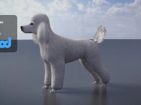 Poodle Dog Big 3D Model