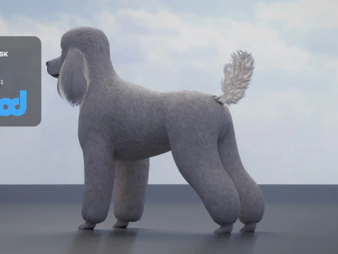 Poodle Dog Big 3D Model