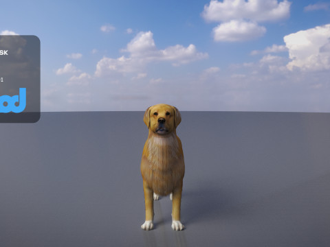 Golden Retriever Modèle 3D