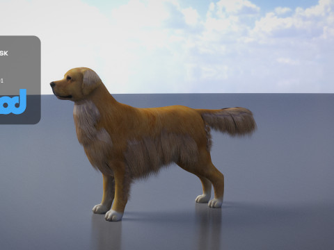Golden Retriever 3D Model