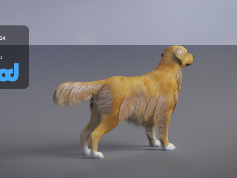 Golden Retriever 3D Model