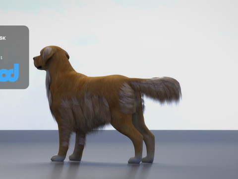 Golden Retriever 3D Model