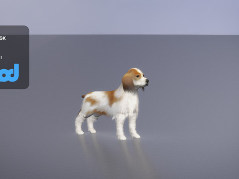 Cocker Spaniel Small Dog 3Dモデル