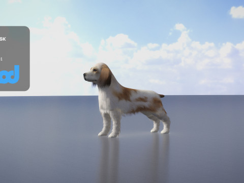 Cocker Spaniel Small Dog 3Dモデル