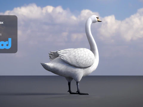 Swan Bird Rigged 3D Model