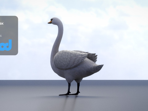 Swan Bird Rigged 3D-Modell