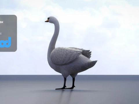 Swan Bird Rigged 3D Model