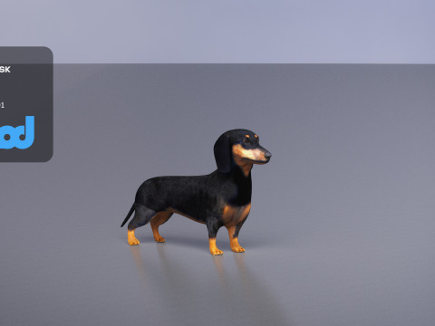 Dachshund 3D Model