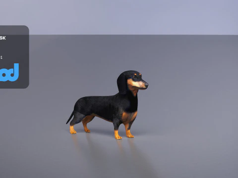 Dachshund 3D Model