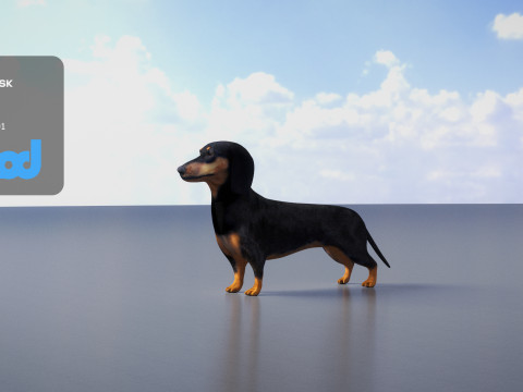 Dachshund 3D Model