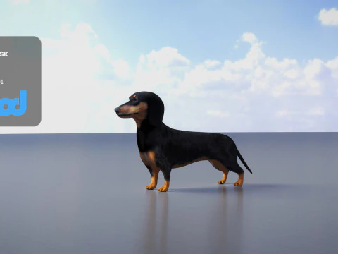 Dachshund 3D Model