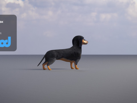 Dachshund 3D Model