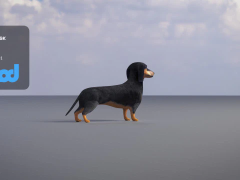 Dachshund 3D Model
