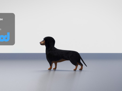 Dachshund 3D Model