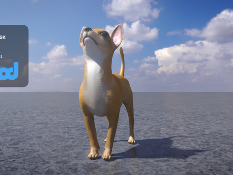 Chihuahua Dog 3Dモデル