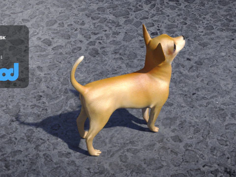 Chihuahua Dog 3D Model
