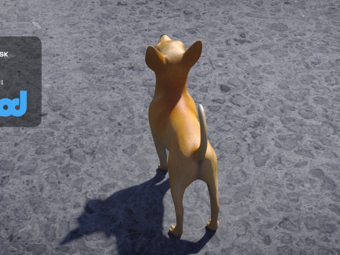 Chihuahua Dog 3D 모델