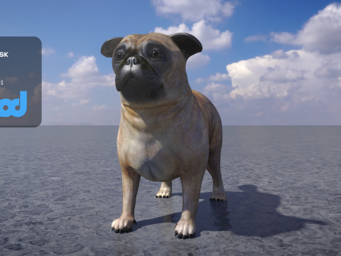 Pug Dog 3Dモデル