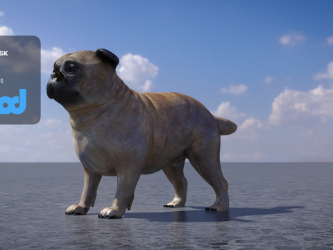 Pug Dog Model 3D