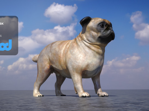Pug Dog Model 3D