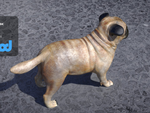 Pug Dog Model 3D