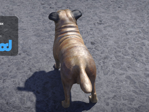 Pug Dog Model 3D
