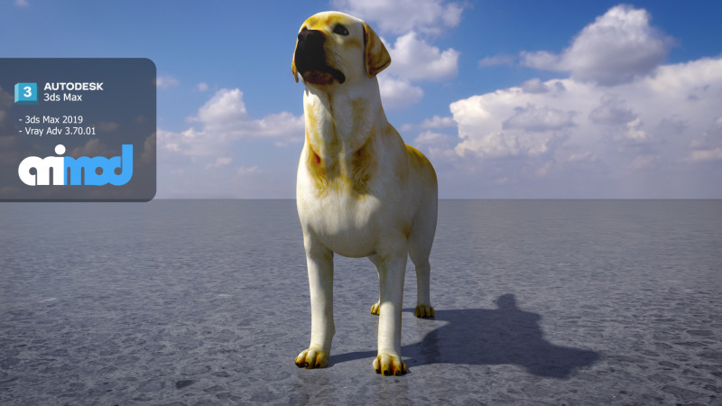 Labrador Retriever 3D Model .c4d .max .obj .3ds .fbx .stl .blend