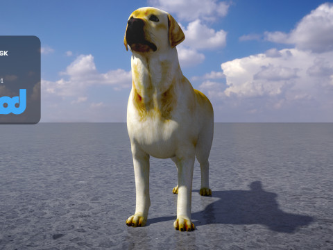 Labrador Retriever 3D Model