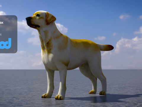 Labrador Retriever 3D Model