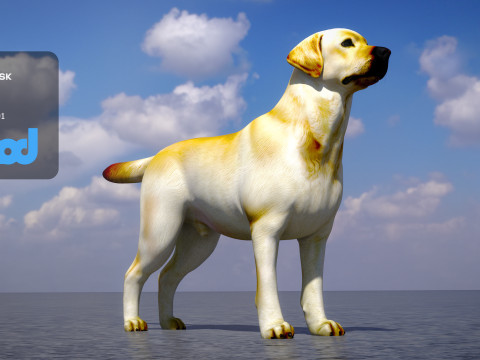 Labrador Retriever 3D Model