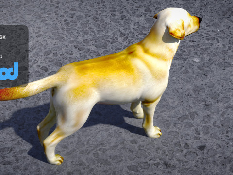 Labrador Retriever 3D Model