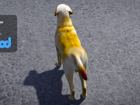 Labrador Retriever 3D Model