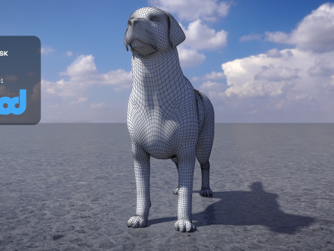 Labrador Retriever 3D Model