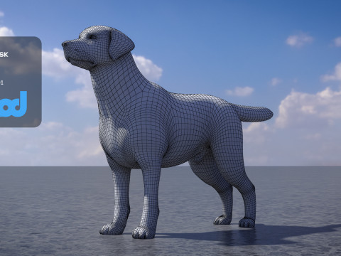 Labrador Retriever 3D Model