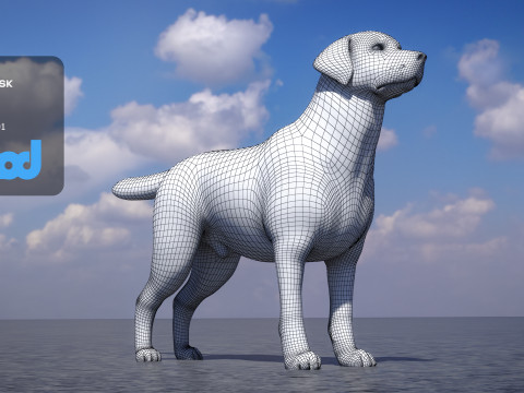 Labrador Retriever 3D Model